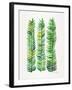 Green Stems-Cat Coquillette-Framed Giclee Print