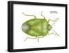 Green Stinkbug (Acrosternum Hilare), Insects-Encyclopaedia Britannica-Framed Poster