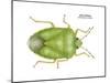 Green Stinkbug (Acrosternum Hilare), Insects-Encyclopaedia Britannica-Mounted Poster