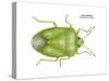 Green Stinkbug (Acrosternum Hilare), Insects-Encyclopaedia Britannica-Stretched Canvas