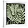 Green Succulent I-Mia Jensen-Framed Art Print