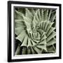 Green Succulent I-Mia Jensen-Framed Art Print