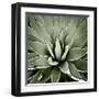 Green Succulent III-Mia Jensen-Framed Giclee Print