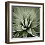 Green Succulent III-Mia Jensen-Framed Giclee Print