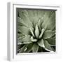 Green Succulent III-Mia Jensen-Framed Giclee Print