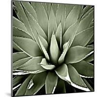 Green Succulent III-Mia Jensen-Mounted Giclee Print