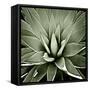 Green Succulent III-Mia Jensen-Framed Stretched Canvas