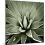 Green Succulent III-Mia Jensen-Mounted Art Print