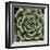 Green Succulent IV-Mia Jensen-Framed Giclee Print