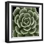 Green Succulent IV-Mia Jensen-Framed Giclee Print