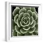 Green Succulent IV-Mia Jensen-Framed Giclee Print