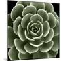 Green Succulent IV-Mia Jensen-Mounted Giclee Print