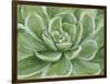 Green Succulent-Marilyn Dunlap-Framed Art Print