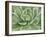 Green Succulent-Marilyn Dunlap-Framed Art Print