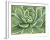 Green Succulent-Marilyn Dunlap-Framed Art Print