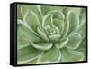 Green Succulent-Marilyn Dunlap-Framed Stretched Canvas