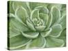 Green Succulent-Marilyn Dunlap-Stretched Canvas