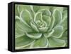 Green Succulent-Marilyn Dunlap-Framed Stretched Canvas