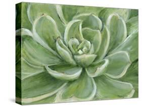 Green Succulent-Marilyn Dunlap-Stretched Canvas