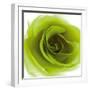 Green Summer Petals-Katja Marzahn-Framed Giclee Print