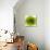 Green Summer Petals-Katja Marzahn-Mounted Giclee Print displayed on a wall