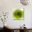 Green Summer Petals-Katja Marzahn-Mounted Giclee Print displayed on a wall