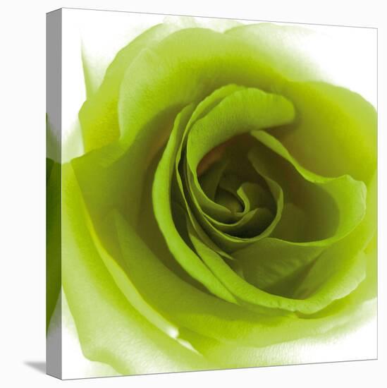 Green Summer Petals-Katja Marzahn-Stretched Canvas