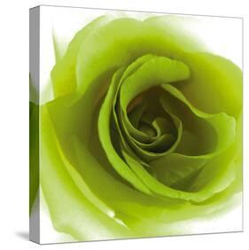 Green Summer Petals-Katja Marzahn-Stretched Canvas