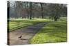 Green sunlight, Green Park, London, England, United Kingdom, Europe-James Emmerson-Stretched Canvas