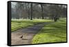 Green sunlight, Green Park, London, England, United Kingdom, Europe-James Emmerson-Framed Stretched Canvas