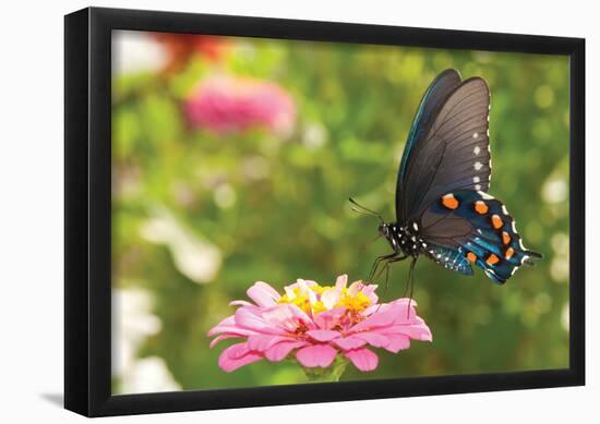 Green Swallowtail Butterfly Feeding On A Pink Zinnia In Sunny Summer Garden-null-Framed Poster