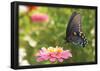 Green Swallowtail Butterfly Feeding On A Pink Zinnia In Sunny Summer Garden-null-Framed Poster