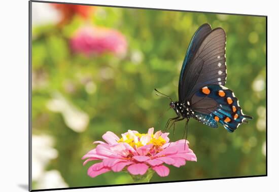 Green Swallowtail Butterfly Feeding On A Pink Zinnia In Sunny Summer Garden-null-Mounted Poster