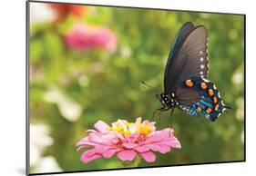 Green Swallowtail Butterfly Feeding On A Pink Zinnia In Sunny Summer Garden-null-Mounted Poster