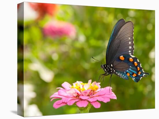 Green Swallowtail Butterfly Feeding On A Pink Zinnia In Sunny Summer Garden-Sari ONeal-Stretched Canvas