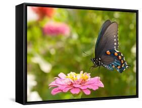 Green Swallowtail Butterfly Feeding On A Pink Zinnia In Sunny Summer Garden-Sari ONeal-Framed Stretched Canvas