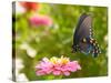 Green Swallowtail Butterfly Feeding On A Pink Zinnia In Sunny Summer Garden-Sari ONeal-Stretched Canvas