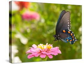 Green Swallowtail Butterfly Feeding On A Pink Zinnia In Sunny Summer Garden-Sari ONeal-Stretched Canvas