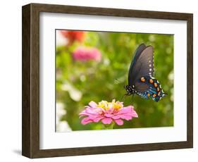 Green Swallowtail Butterfly Feeding On A Pink Zinnia In Sunny Summer Garden-Sari ONeal-Framed Photographic Print