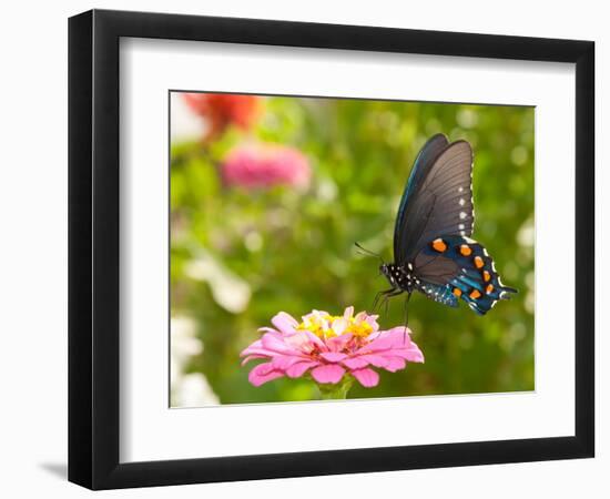 Green Swallowtail Butterfly Feeding On A Pink Zinnia In Sunny Summer Garden-Sari ONeal-Framed Photographic Print