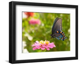 Green Swallowtail Butterfly Feeding On A Pink Zinnia In Sunny Summer Garden-Sari ONeal-Framed Photographic Print