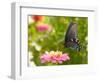 Green Swallowtail Butterfly Feeding On A Pink Zinnia In Sunny Summer Garden-Sari ONeal-Framed Photographic Print