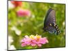 Green Swallowtail Butterfly Feeding On A Pink Zinnia In Sunny Summer Garden-Sari ONeal-Mounted Photographic Print