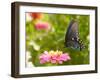 Green Swallowtail Butterfly Feeding On A Pink Zinnia In Sunny Summer Garden-Sari ONeal-Framed Photographic Print