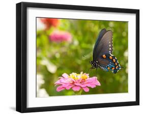 Green Swallowtail Butterfly Feeding On A Pink Zinnia In Sunny Summer Garden-Sari ONeal-Framed Photographic Print