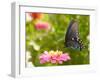 Green Swallowtail Butterfly Feeding On A Pink Zinnia In Sunny Summer Garden-Sari ONeal-Framed Photographic Print