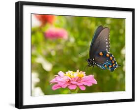 Green Swallowtail Butterfly Feeding On A Pink Zinnia In Sunny Summer Garden-Sari ONeal-Framed Photographic Print