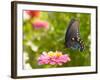 Green Swallowtail Butterfly Feeding On A Pink Zinnia In Sunny Summer Garden-Sari ONeal-Framed Photographic Print