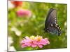 Green Swallowtail Butterfly Feeding On A Pink Zinnia In Sunny Summer Garden-Sari ONeal-Mounted Photographic Print