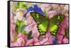 Green Swallowtail Butterfly Papilio Neumogeni-Darrell Gulin-Framed Stretched Canvas